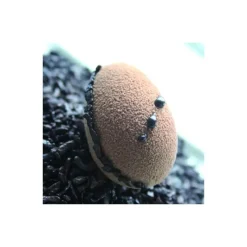 Moule Silicone*FLEXIPAN Demi-Oeufs - Moule silicone